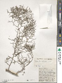 Tetraclinis articulata image