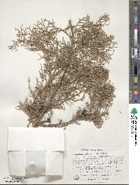 Tetraclinis articulata image