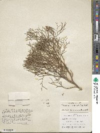 Tetraclinis articulata image