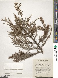 Widdringtonia nodiflora image