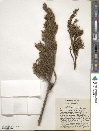 Widdringtonia nodiflora image