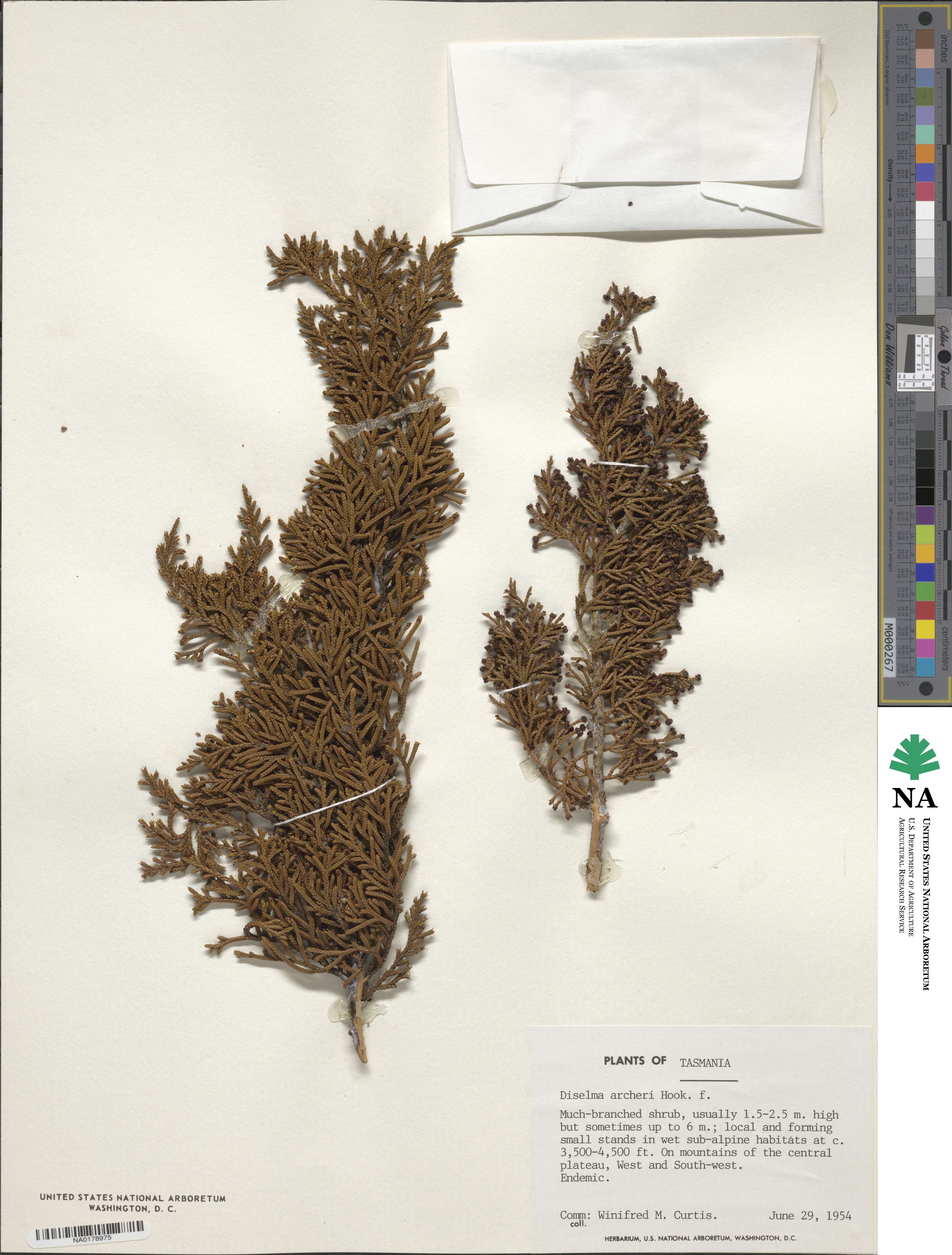 Diselma archeri image