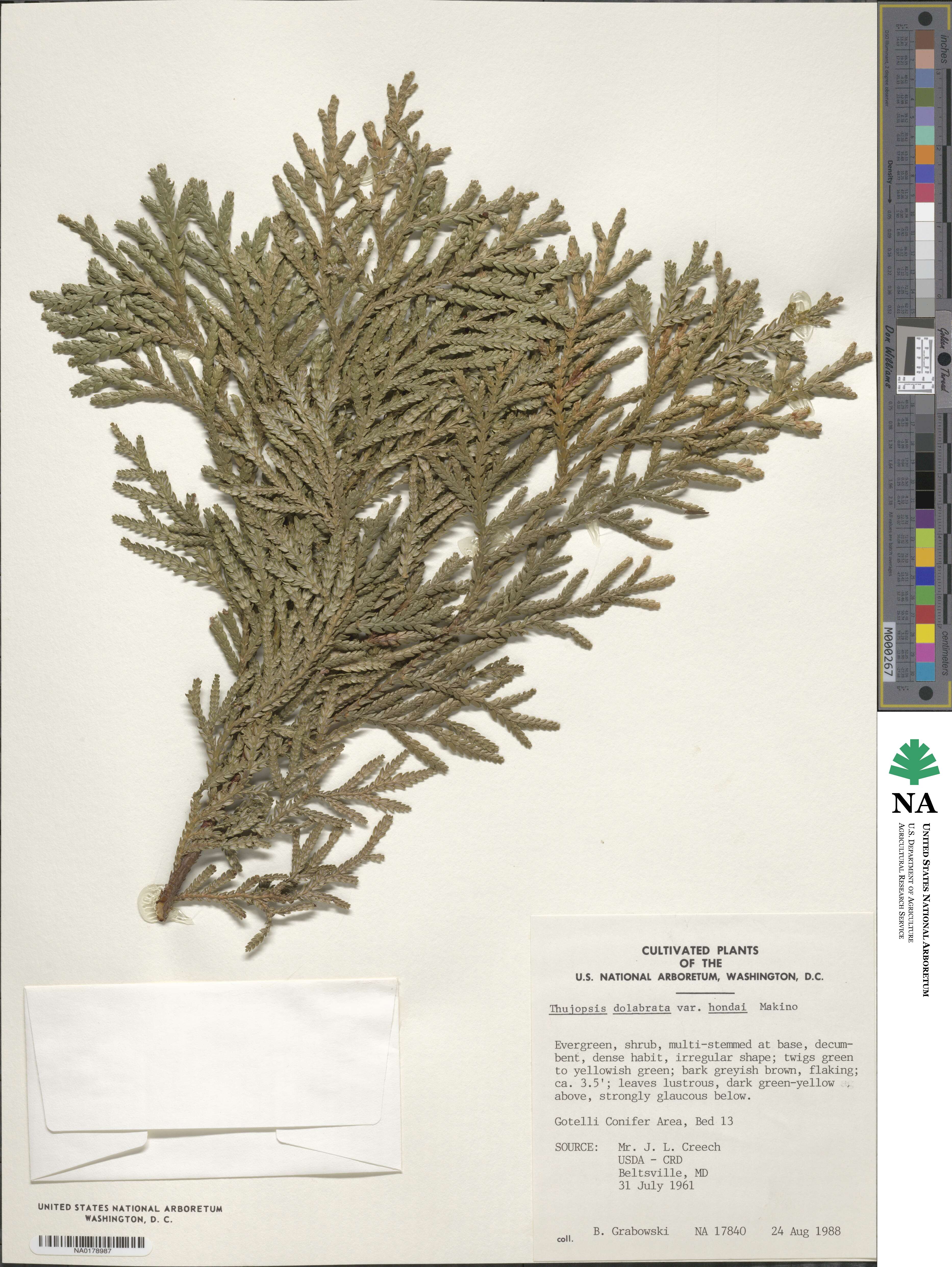 Thujopsis dolabrata image