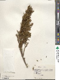 Libocedrus uvifera image