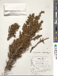 Libocedrus uvifera image