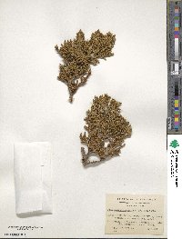 Libocedrus uvifera image