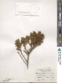 Libocedrus uvifera image