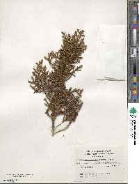 Libocedrus uvifera image