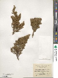 Libocedrus uvifera image