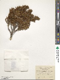 Libocedrus uvifera image