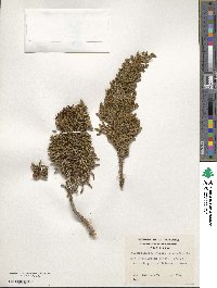 Libocedrus uvifera image