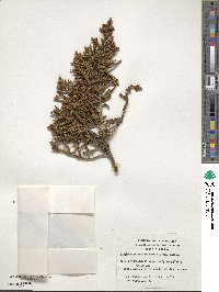 Libocedrus uvifera image