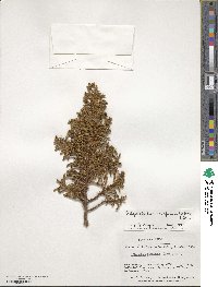 Libocedrus uvifera image