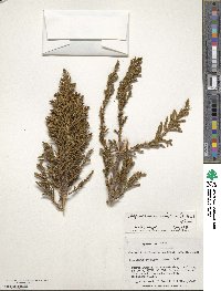 Libocedrus uvifera image