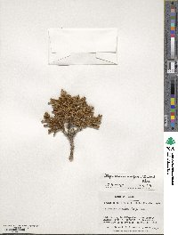 Libocedrus uvifera image