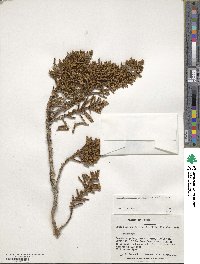 Libocedrus uvifera image