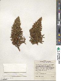 Libocedrus uvifera image