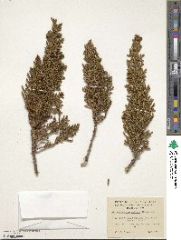 Libocedrus uvifera image