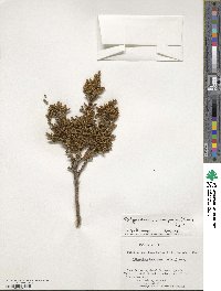 Libocedrus uvifera image