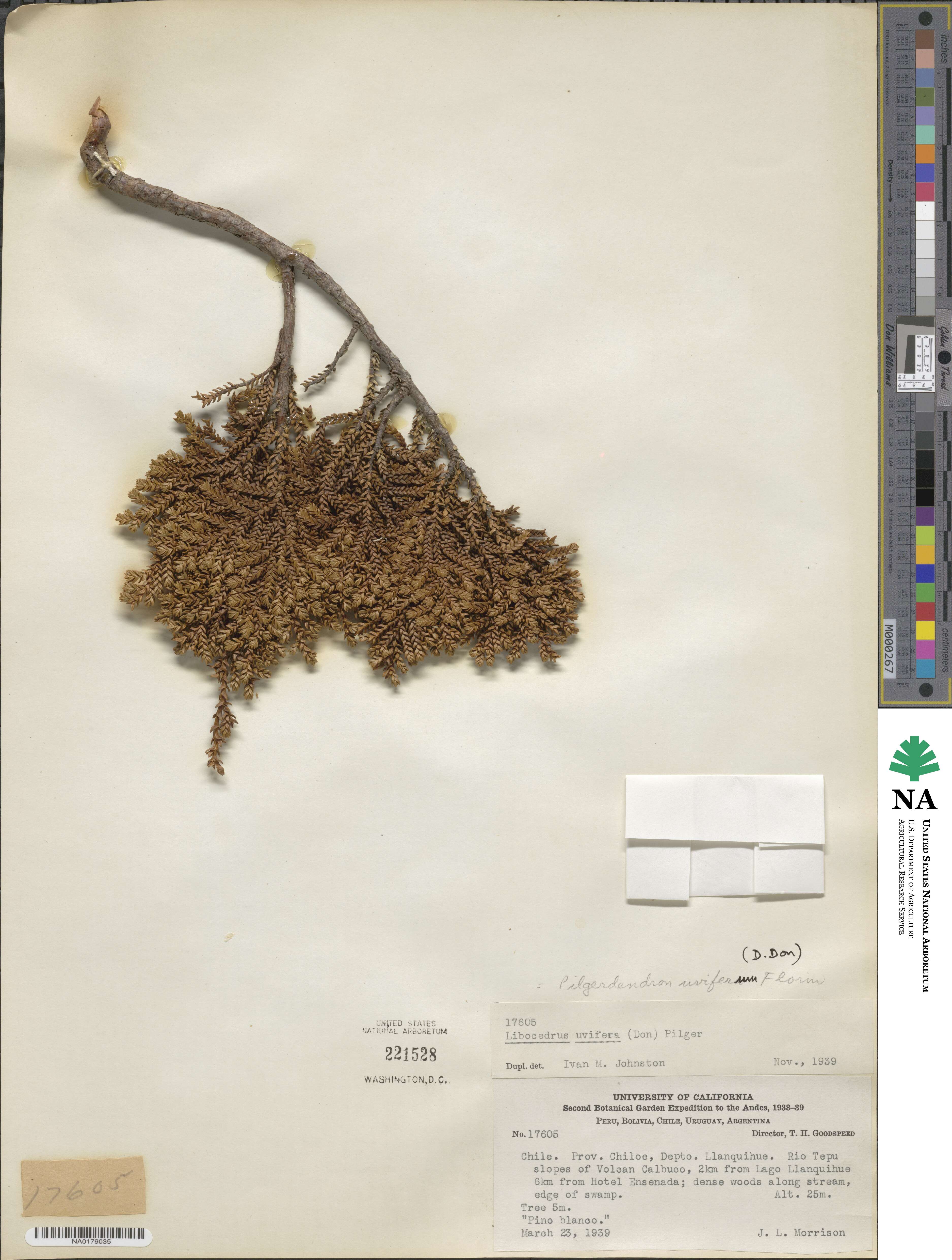 Libocedrus uvifera image
