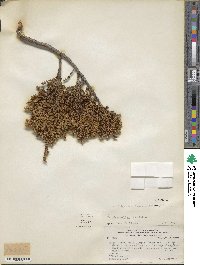 Libocedrus uvifera image