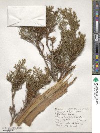 Image of Libocedrus bidwillii