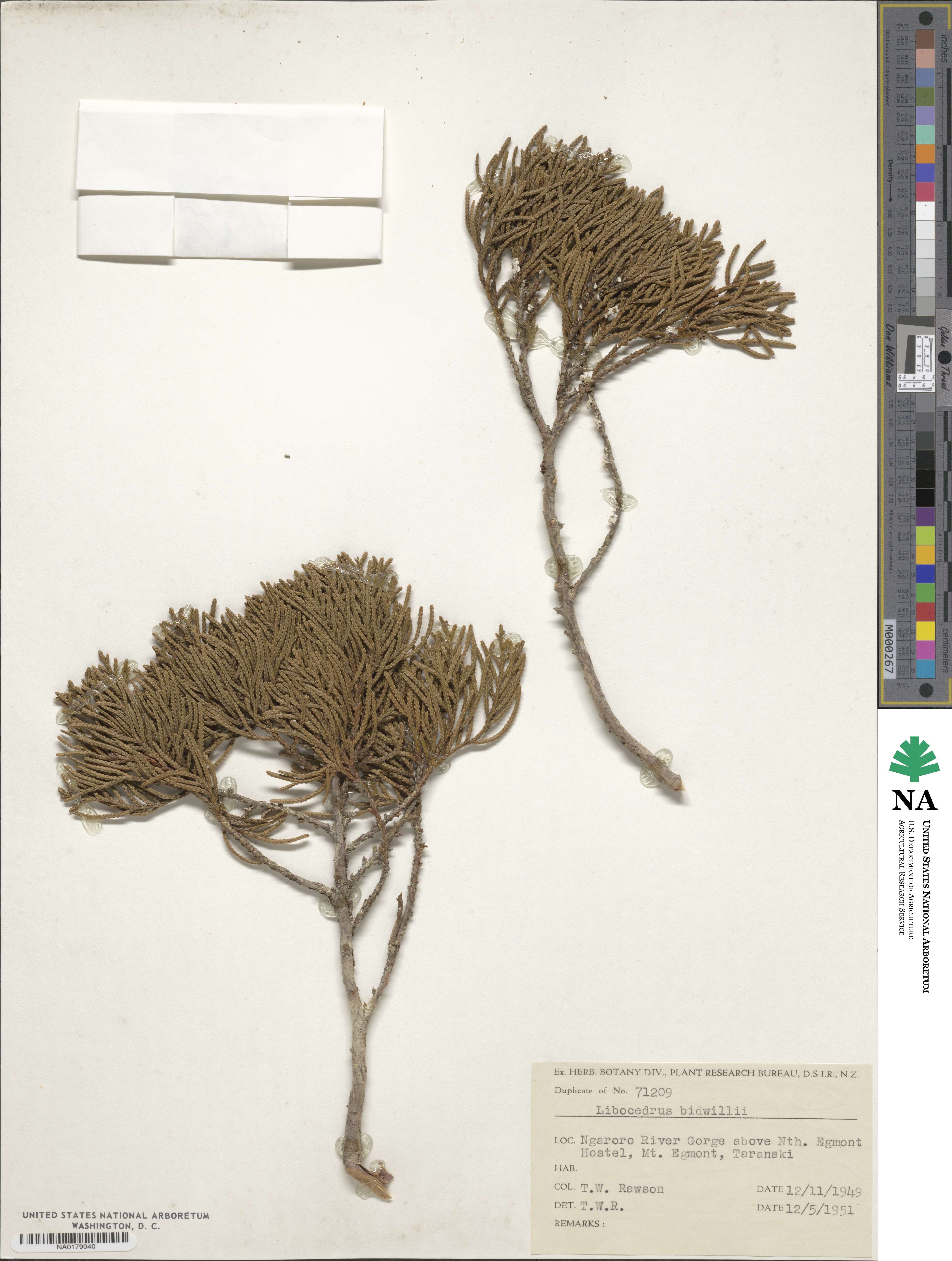 Libocedrus bidwillii image