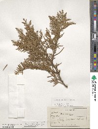 Libocedrus plumosa image