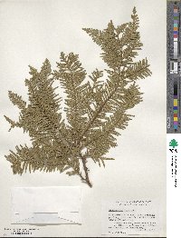 Libocedrus plumosa image