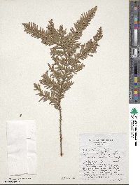 Libocedrus plumosa image