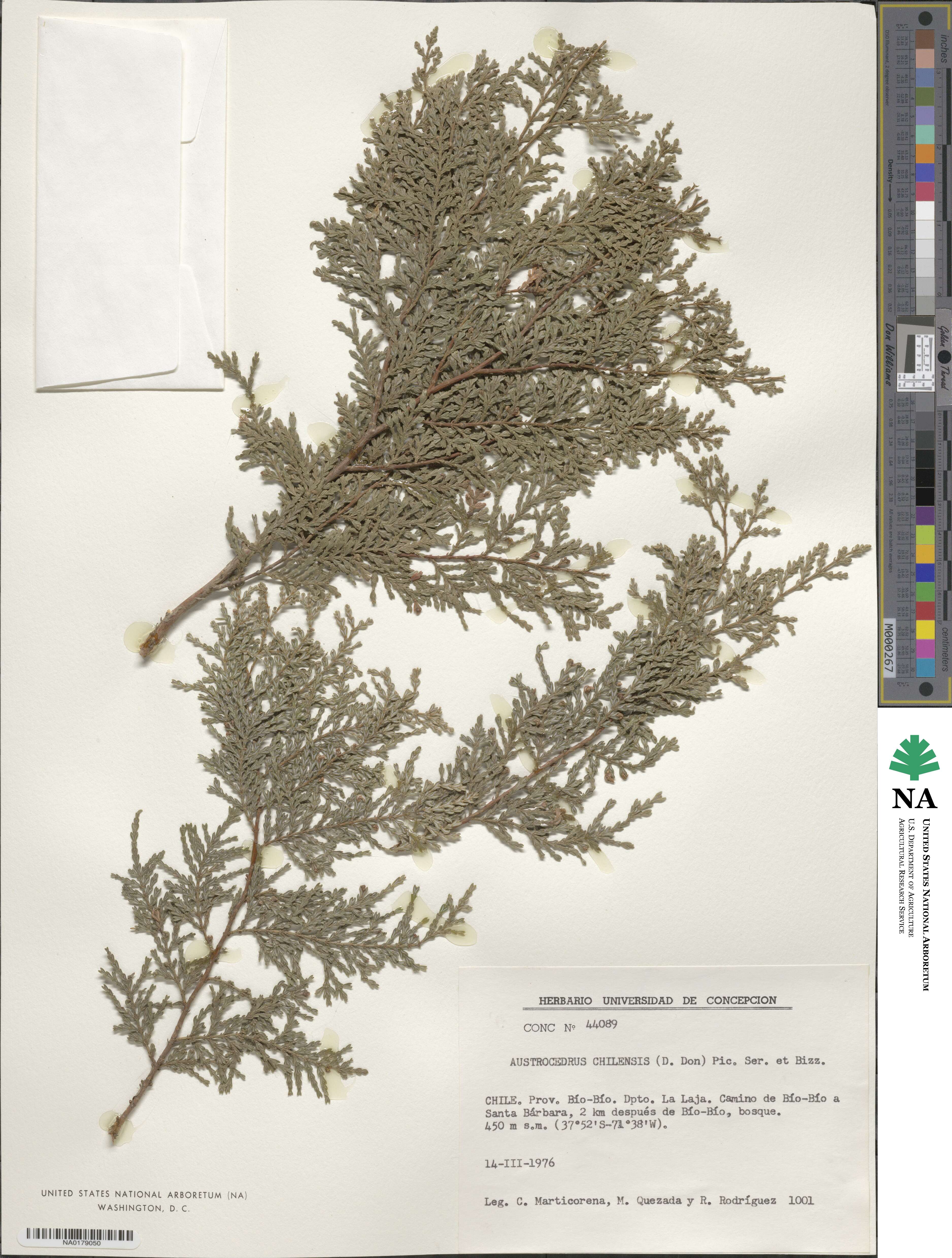 Austrocedrus chilensis image