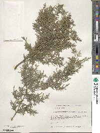 Austrocedrus chilensis image