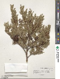 Austrocedrus chilensis image