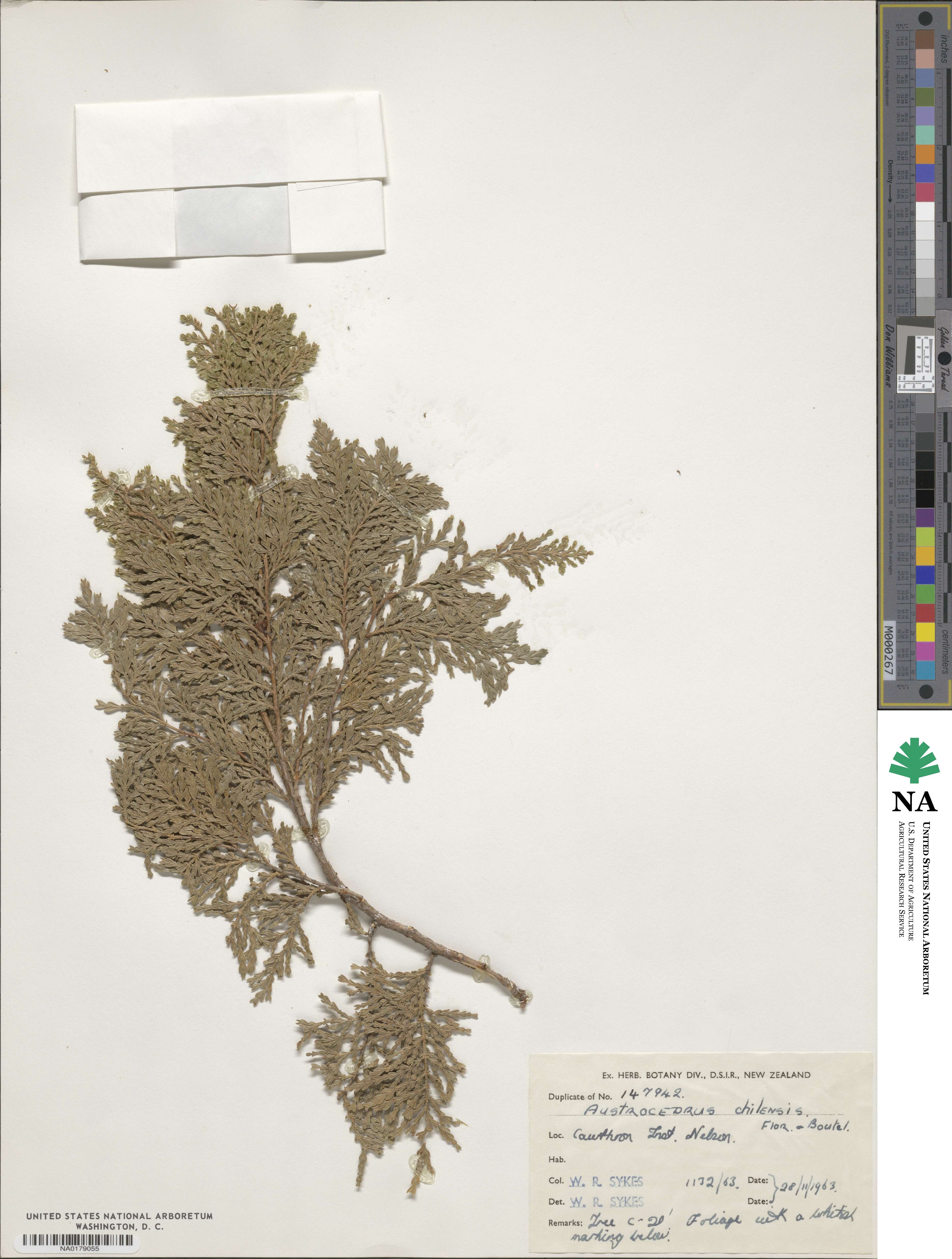 Austrocedrus chilensis image