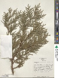 Austrocedrus chilensis image