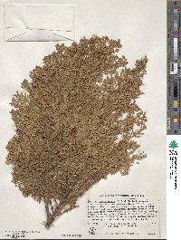 Austrocedrus chilensis image