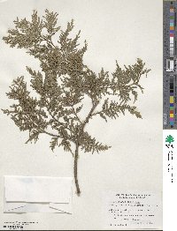 Austrocedrus chilensis image