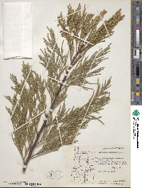 Calocedrus decurrens image