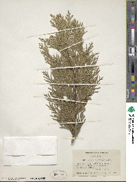 Calocedrus decurrens image