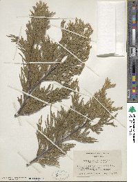 Calocedrus decurrens image