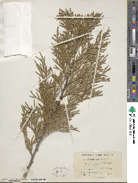 Calocedrus decurrens image