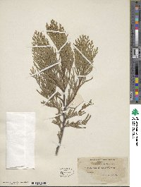 Calocedrus decurrens image