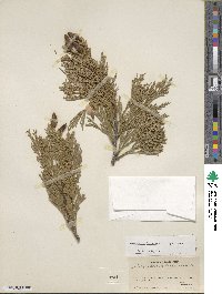 Calocedrus decurrens image