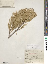 Calocedrus decurrens image