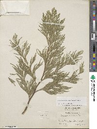 Calocedrus decurrens image