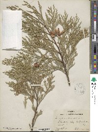 Calocedrus decurrens image