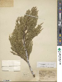 Calocedrus decurrens image