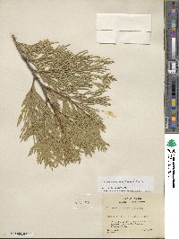 Calocedrus decurrens image