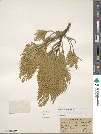 Calocedrus decurrens image