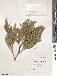 Calocedrus decurrens image